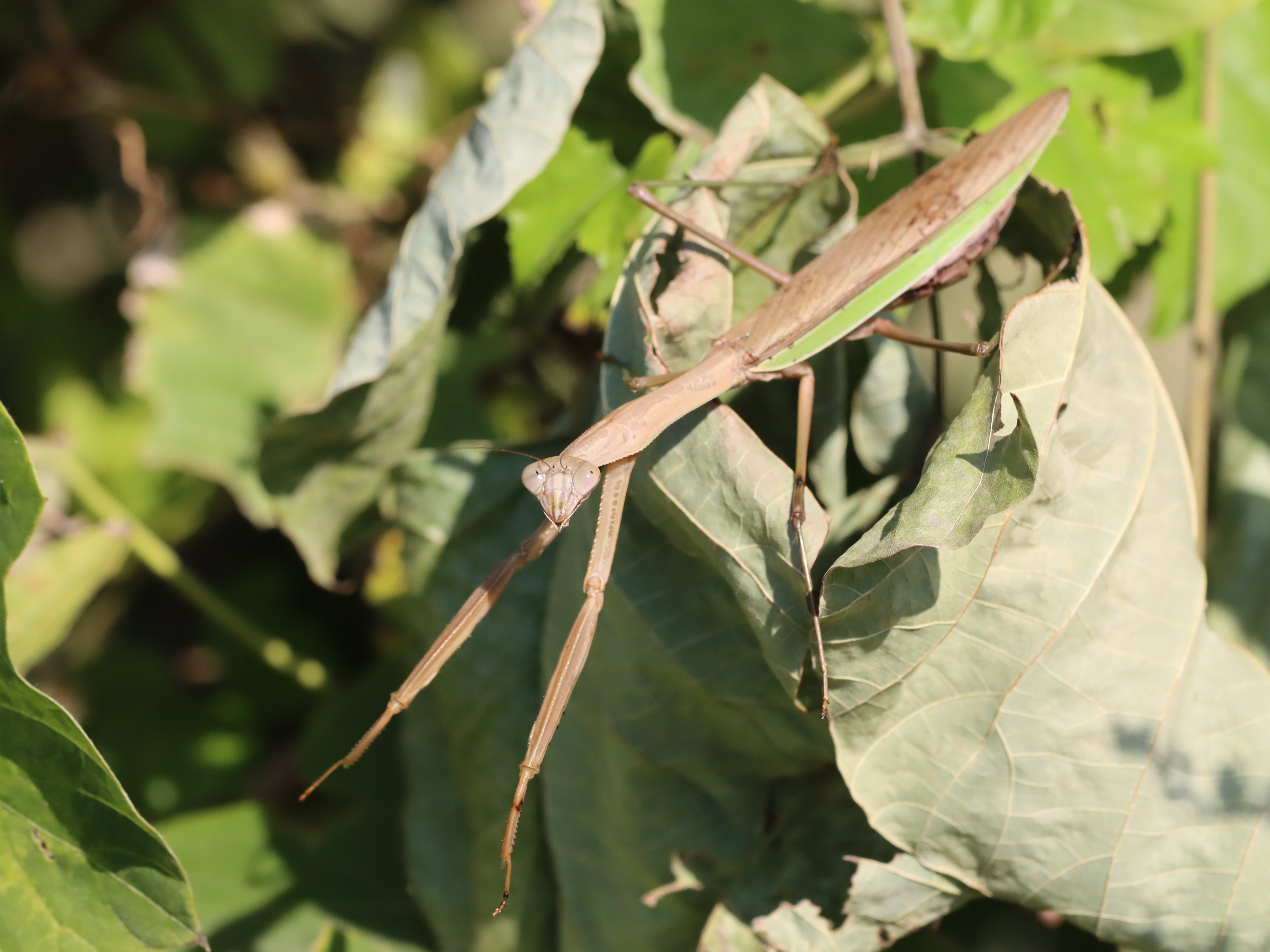 今日のオオカマキリ